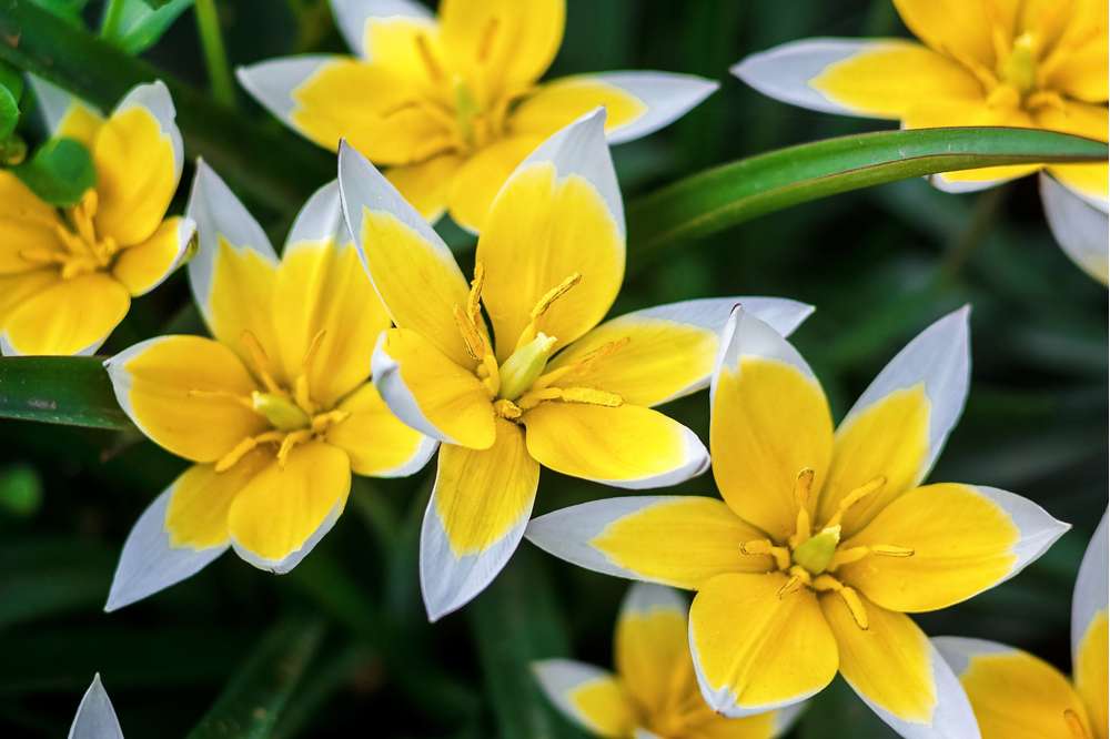 Botanisk Tulpan 'Tarda'